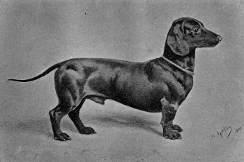 Dachshund von 1887