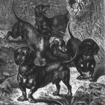 Dachshunde von 1772