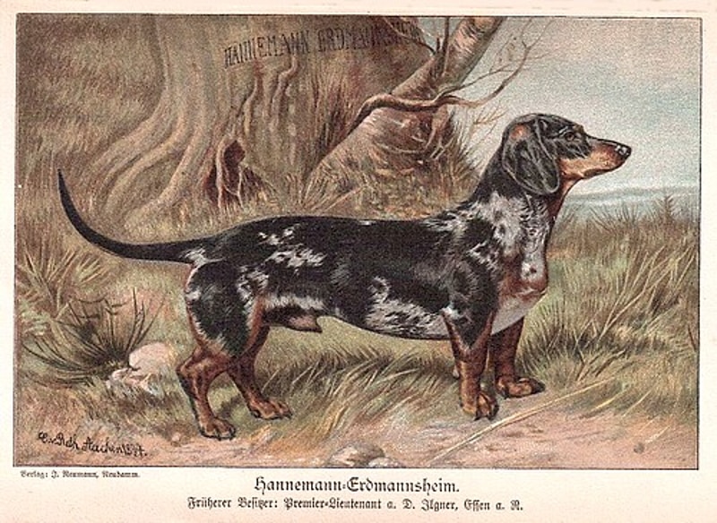 Tigerdackel Hannemann-Erdmannsheim von 1894 | Aus der Zucht von Emil Ilgner (Gründungsmitglied des Deutschen Teckelklubs)