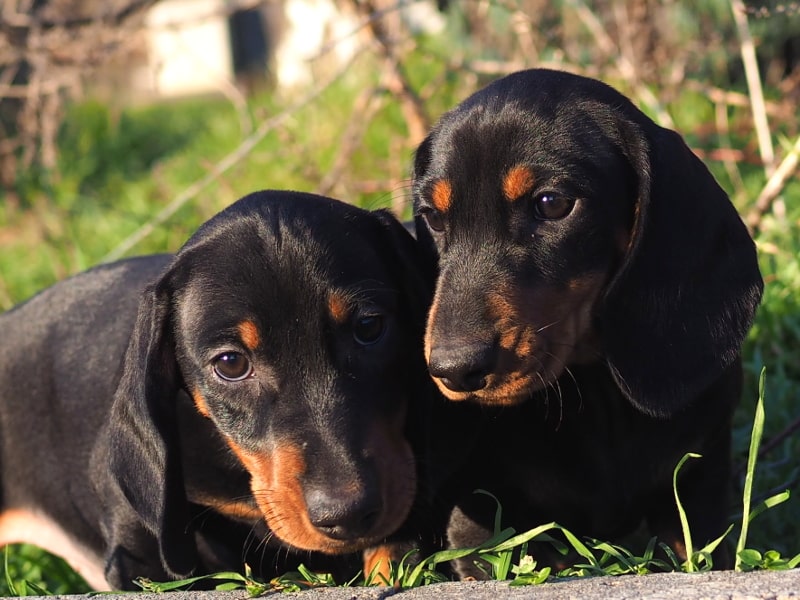 99 Black And Tan Dachshund Puppies For Sale L2sanpiero