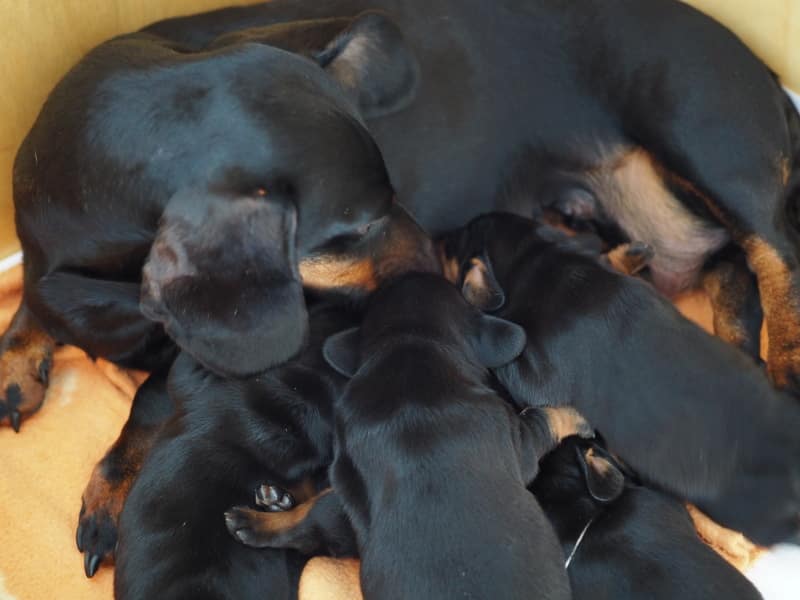 F-Litter of Hatschepsut