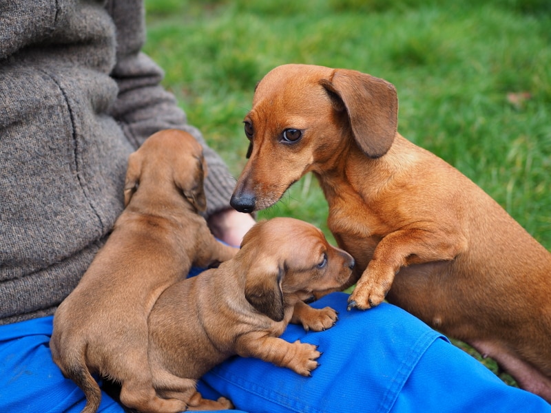 K-Litter of Nella