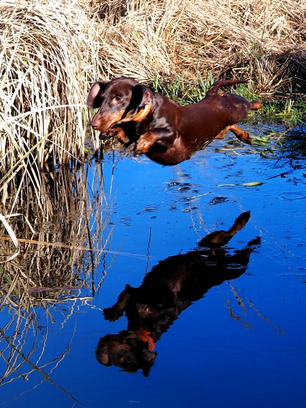 Engels Fiorenza taking an elegant leap into the water