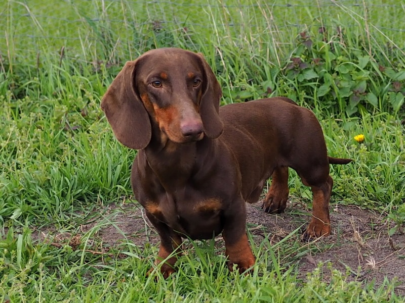 Botzensteiners Doctor Dust | Dachshund (standard, smooth haired)