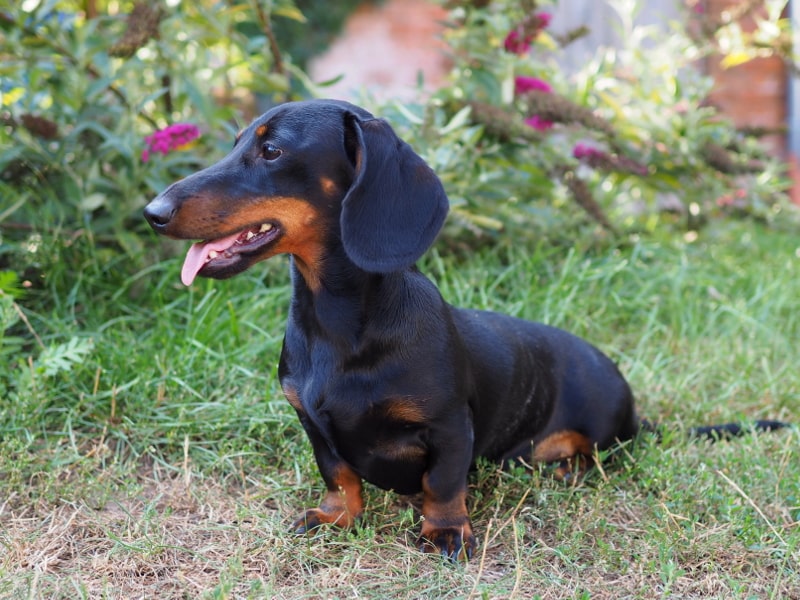 Botzensteiners Matilda (miniature smooth dachshund)