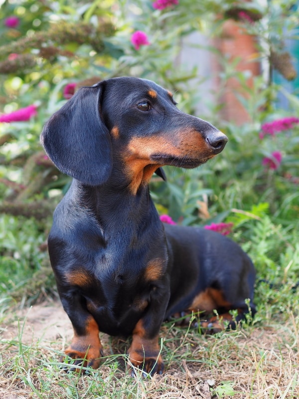 Botzensteiners Matilda (miniature smooth dachshund)