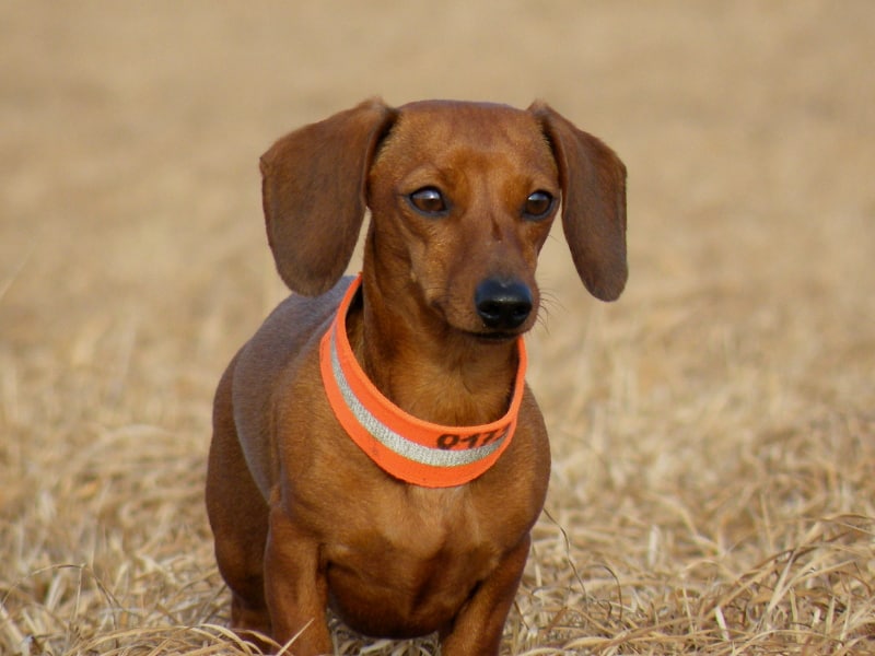 Germandachs Nella Bella (miniature smooth dachshund) | January 2014