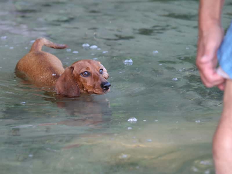 Botzensteiners Käthe (miniature smooth dachshund)