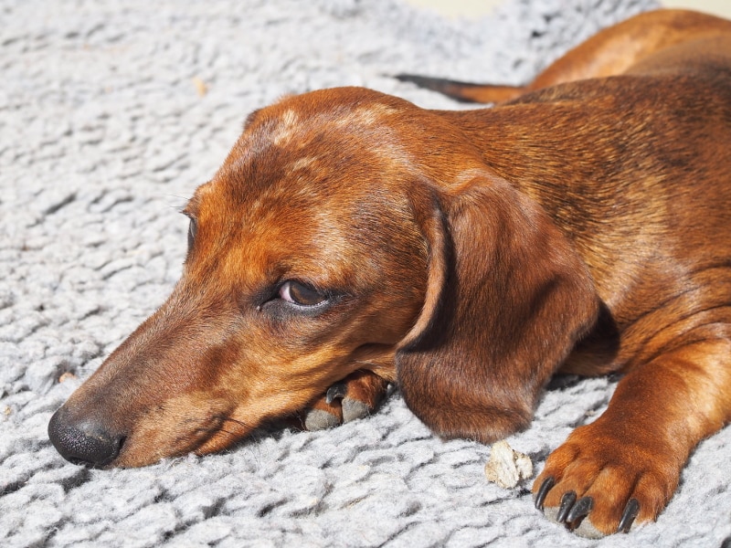 Botzensteiners Enzo | miniature dachshund (red-dappled)