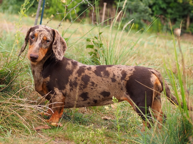 Botzensteiners Lieselotte | Standarddackel (brauntiger)