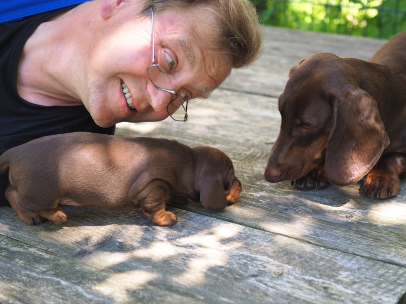 Breeder Jochen Steinert with Dachshund Puppy and Botzensteiners Doctor Dust