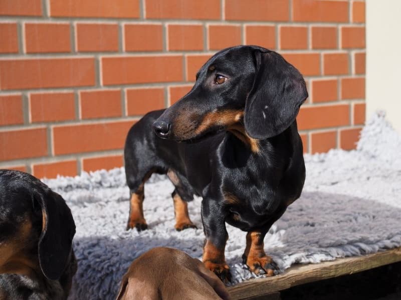 Botzensteiners Chlodwig (miniature smooth dachshund)