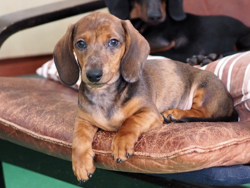 Botzensteiners Enzo (Miniature Dachshund)