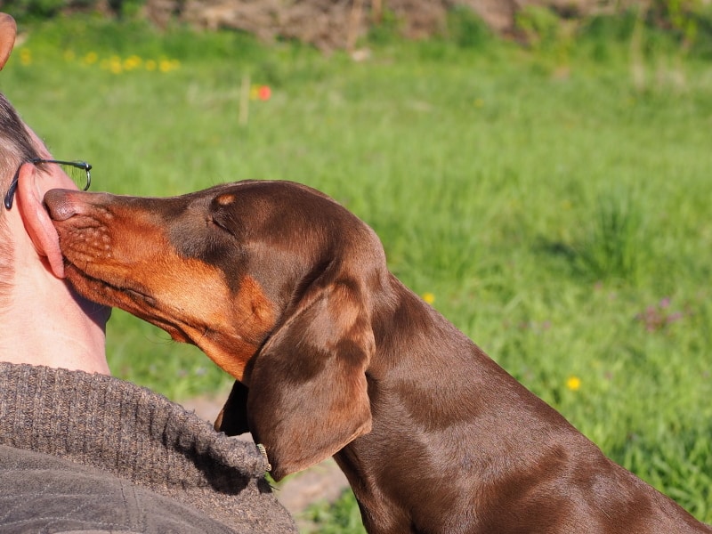 Botzensteiners Doctor Dust | Dachshund (standard, smooth haired)