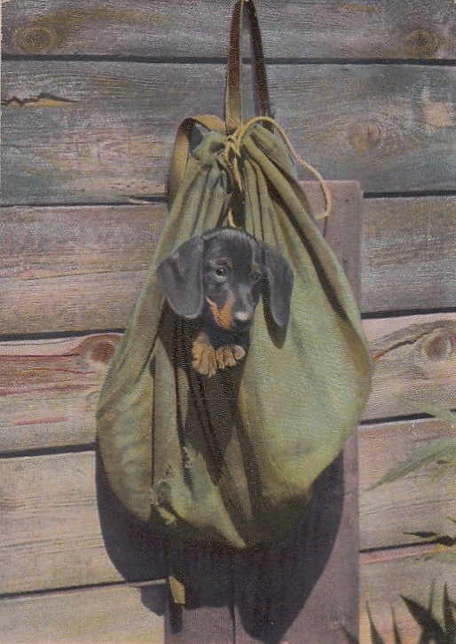 Dackel in einer Jaegertasche (1908)