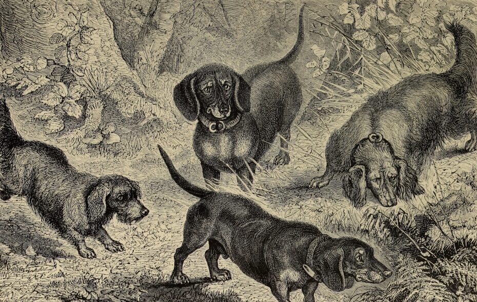 Fitzinger, L. J.: Der Hund und seine Racen, Tübingen 1876.