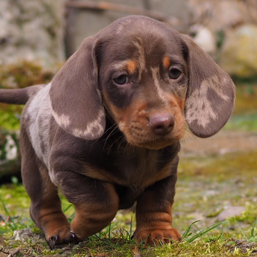 Deutsch sales hound puppies