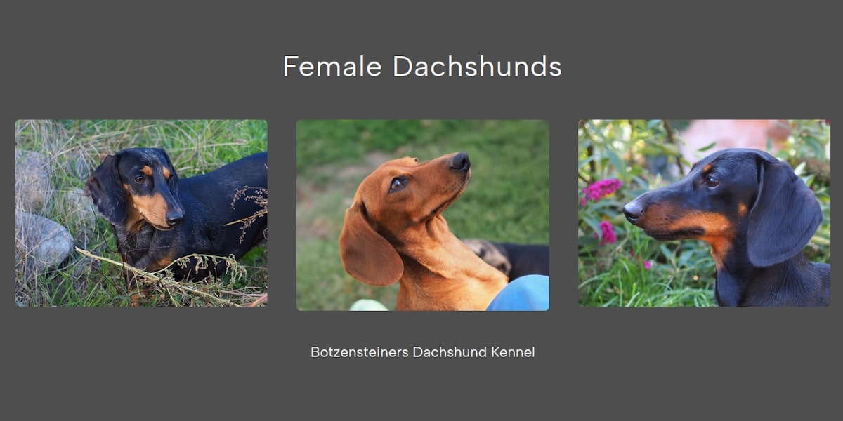 Botzensteiners Female Dachshunds