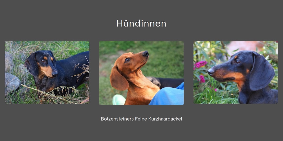 Botzensteiners Kurzhaardackel - Hündinnen