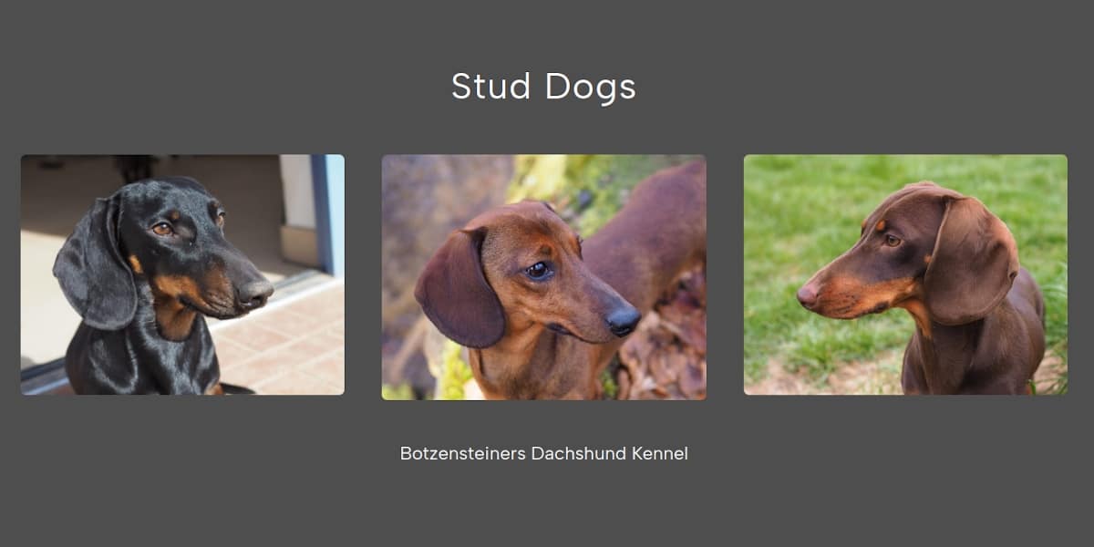 Botzensteiners Dachshunds - Stud Dogs
