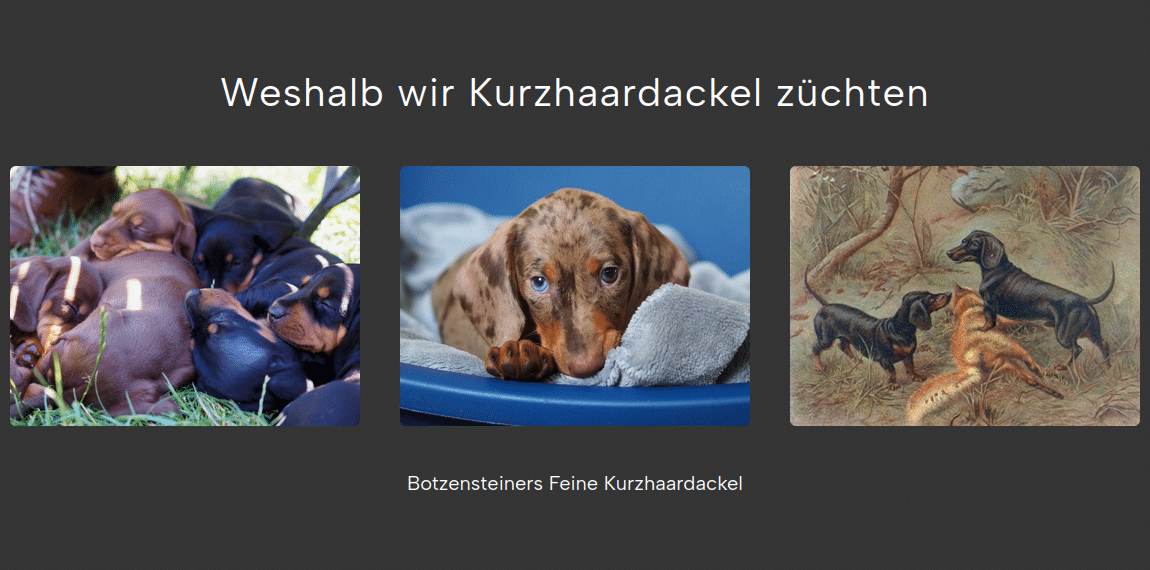 Kurzhaardackel Zucht - über uns