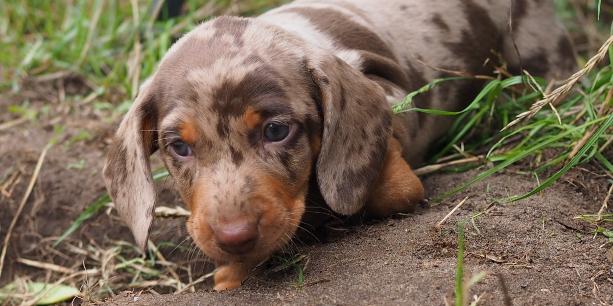 Kurzhaardackel Welpen | Botzensteiners Hotzenplotz x Botzensteiners Lieselotte