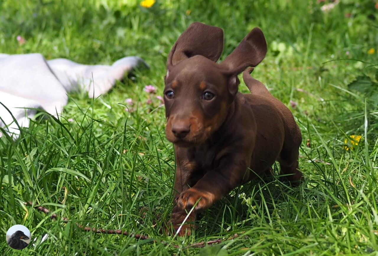 Kurzhaardackel Welpen | Lenny vom Spatzennest x Botzensteiners Thusnelda
